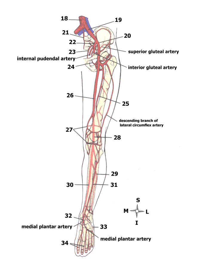 MAJOR ARTERIES OF THE BODY QUIZ